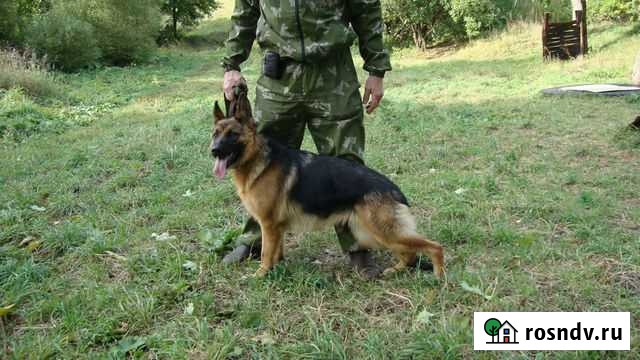 Дрессировка и передержка собак Курск - изображение 1