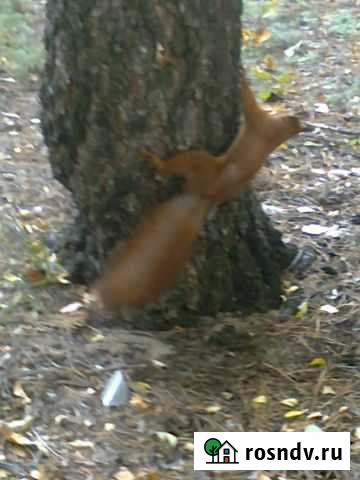 Уголь андроцит Воронеж - изображение 1