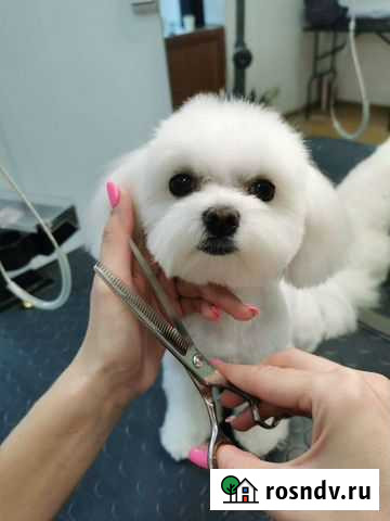 Услуги грумера Севастополь - изображение 1