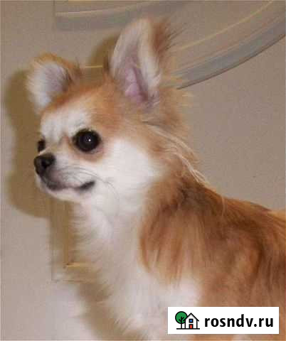 Чихуахуа кобель для вязок Тамбов - изображение 1