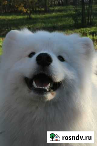 Кобель самоедской собаки для вязки Чебоксары - изображение 1
