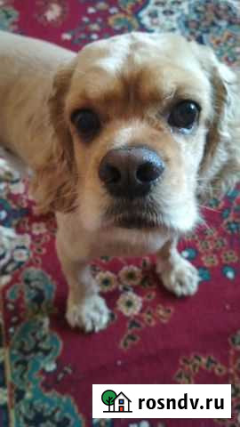 Вязка собаки Пермь - изображение 1