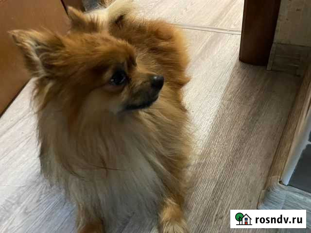 Свести животных Курск - изображение 1