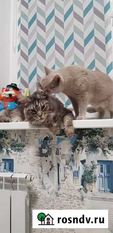 Передержка,вызов врача,кастрация,вакцинация Курск - изображение 1