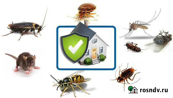 Уничтожение насекомых, грызунов, вирусов, бактерий Краснодар - изображение 1