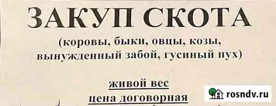 Закуп скота Локомотивный