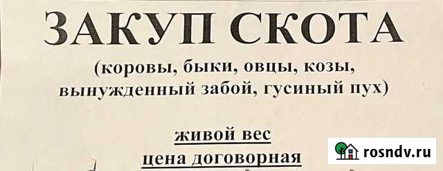 Закуп скота Локомотивный - изображение 1