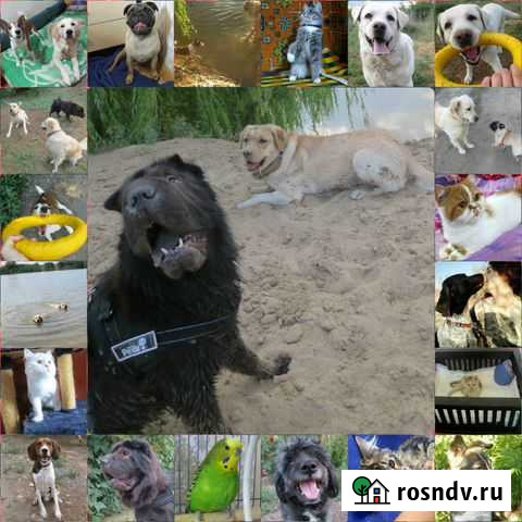 Передержка животных (зоогостиница ) Волжский - изображение 1