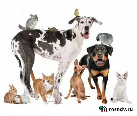 Передержка животных на время отпуска Вологда - изображение 1