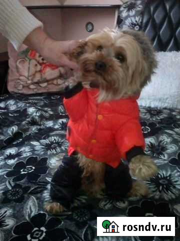 Мальчик йорк вязка Томск - изображение 1