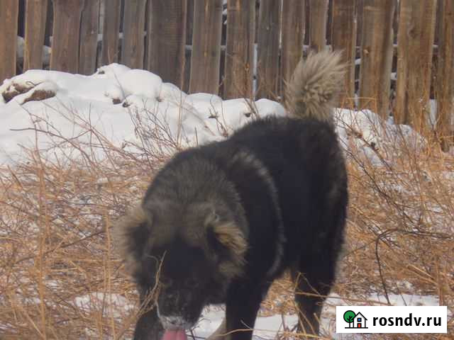 Передержка собак, кошек и др.животных Чита - изображение 1