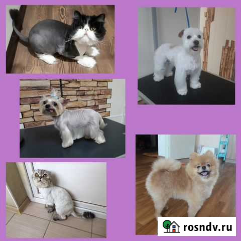 Стрижка кошек и собак выезд на дом в любой район Краснодар - изображение 1