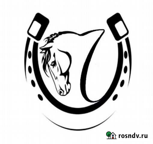 Обучение верховой езде Мурманск - изображение 1