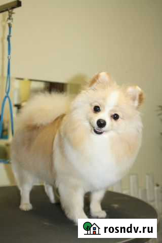 Стрижка собак и кошек Уфа - изображение 1