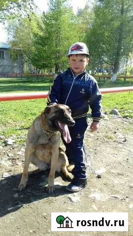 Передержка животных Петропавловск-Камчатский - изображение 1