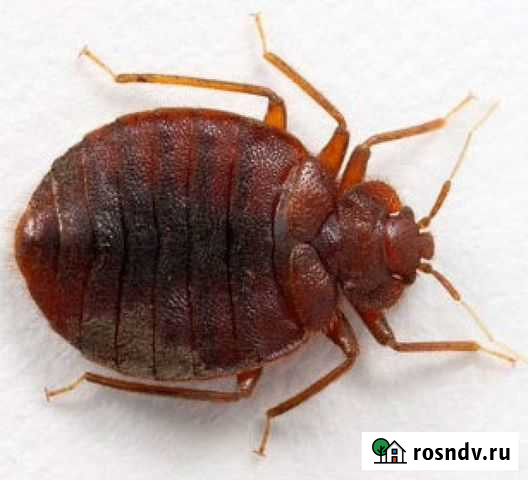 Травим клопов, тараканов, клещей Кемерово - изображение 1