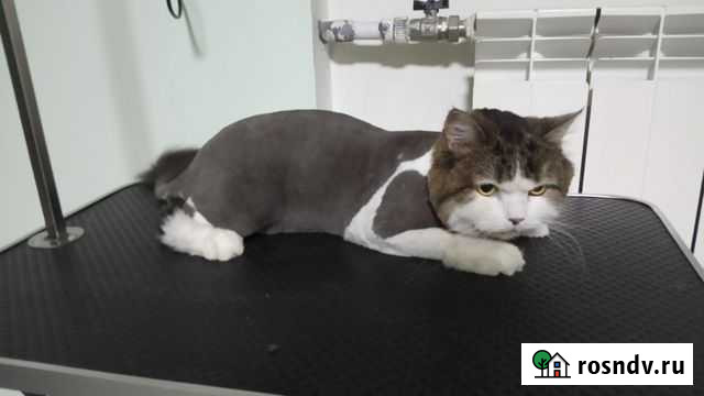 Стрижка собак,кошек ЗоосалонМедеяобучение грумин Рязань - изображение 1