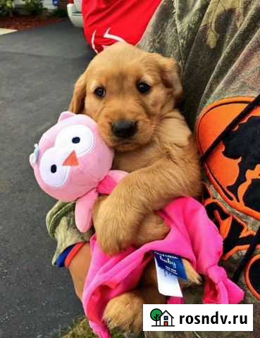 Передержка для собак Челябинск - изображение 1