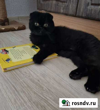 Передержка домашних животных Рязань - изображение 1