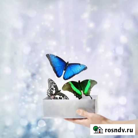 Принимаем заказы на салюты из тропических бабочек Кострома - изображение 1
