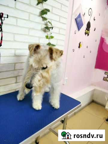 Груминг собак и кошек Брянск - изображение 1