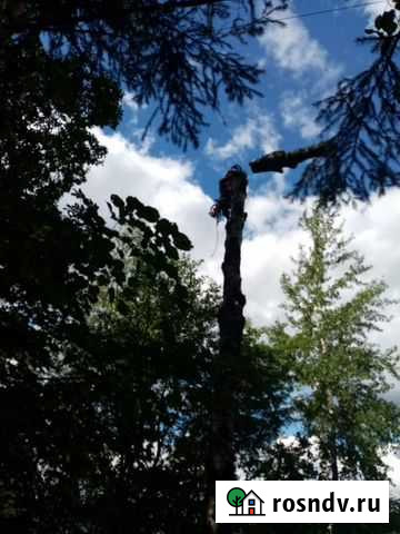 Спилить дерево Кировск - изображение 1