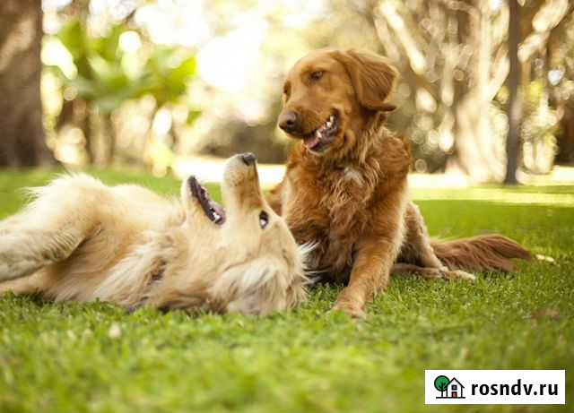 Зоогостиница для животных Нальчик - изображение 1