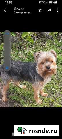 Йоркширский терьер вязка Петрозаводск - изображение 1