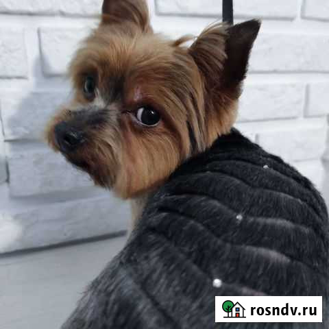 Груминг (стрижка собак и котов) всех пород Калининград - изображение 1