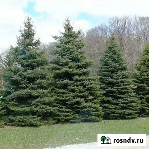 Бизнес под ключ. Саженцы елей Барнаул - изображение 1