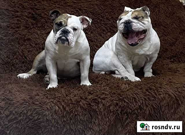 Собакен для Фотосессии Ижевск - изображение 1