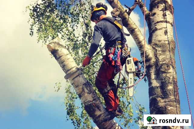 Спил деревьев на кладбищах Гусь-Хрустальный - изображение 1