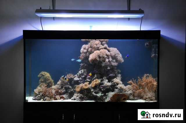 Обслуживание аквариумов Москва - изображение 1