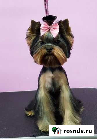 Стрижка собак и кошек. В салоне и на дому Рязань - изображение 1