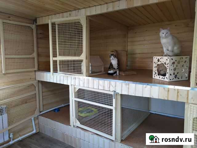 Передержка кошек и котов Отличные условия содержан Магадан - изображение 1