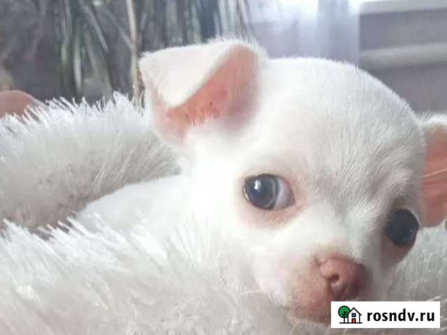 Ветеринарный врач-хирург к Вам на дом Омск - изображение 1