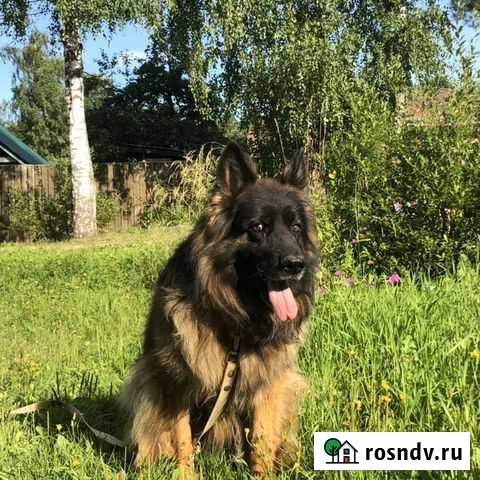 Выгульщик собак Фрязино - изображение 1