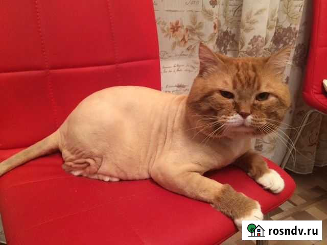 Стрижка кошек в Новосибирске Новосибирск - изображение 1