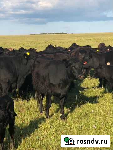 Фермерское хозяйство Саратов - изображение 1