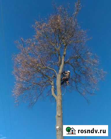 Удаление и кронирование деревьев Тула - изображение 1