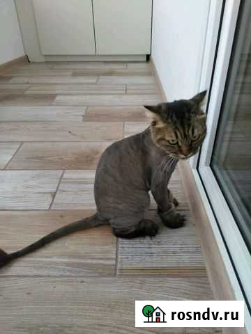 Стрижка кошек и собак (выезд) Новосибирск - изображение 1