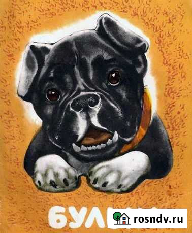 Зоогостиница Булька передержка Рязань - изображение 1