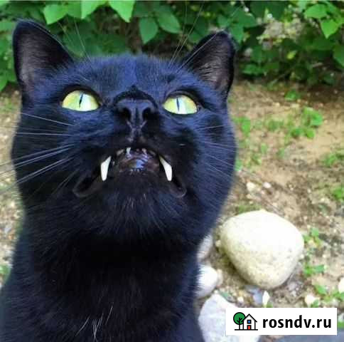 Злая кошка в аренду посуточно Острогожск - изображение 1