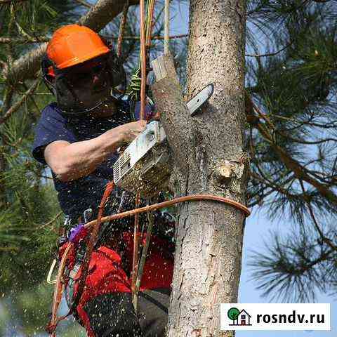 Спил деревьев Элиста