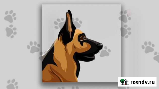 Дрессировка собак Вологда - изображение 1