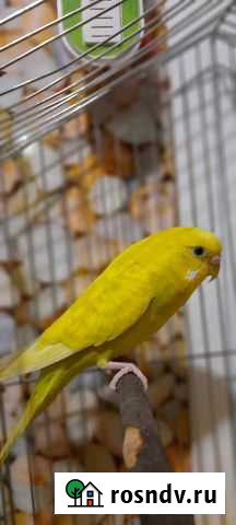 Передержка птиц Санкт-Петербург - изображение 1