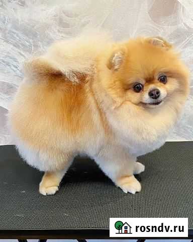 Груминг собак и кошек Кемерово - изображение 1