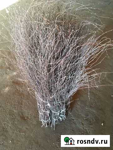 Метла березовая Морки - изображение 1