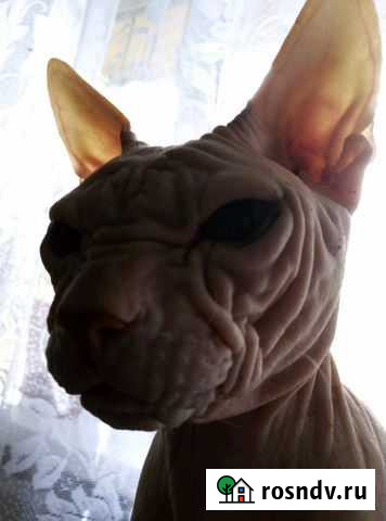 Кот приглашает на вязку Челябинск - изображение 1