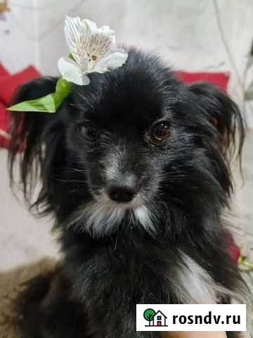 Передержка животных Новосибирск - изображение 1